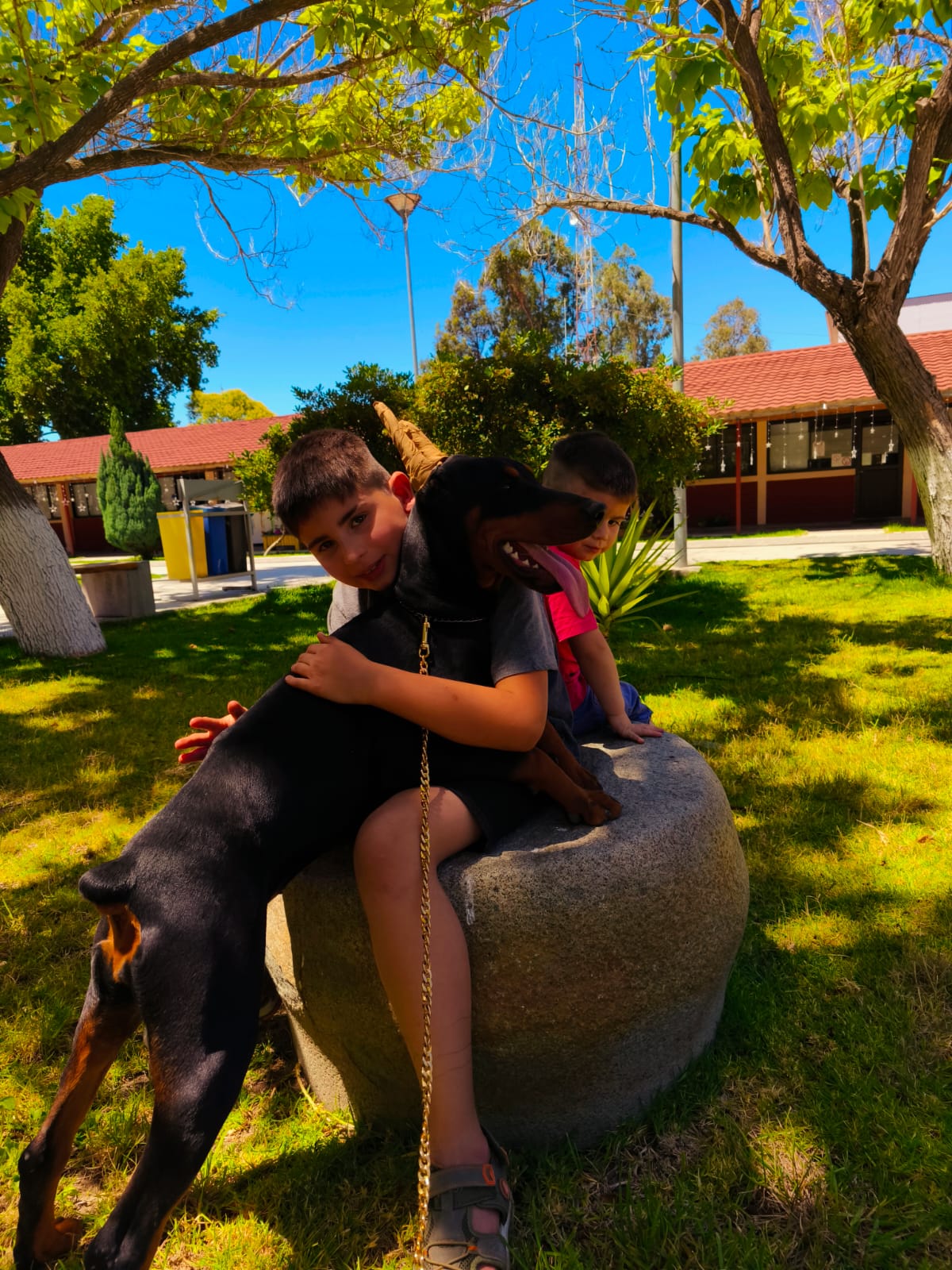Cachorro del Criadero del Imponente RA con su nueva familia — Chile