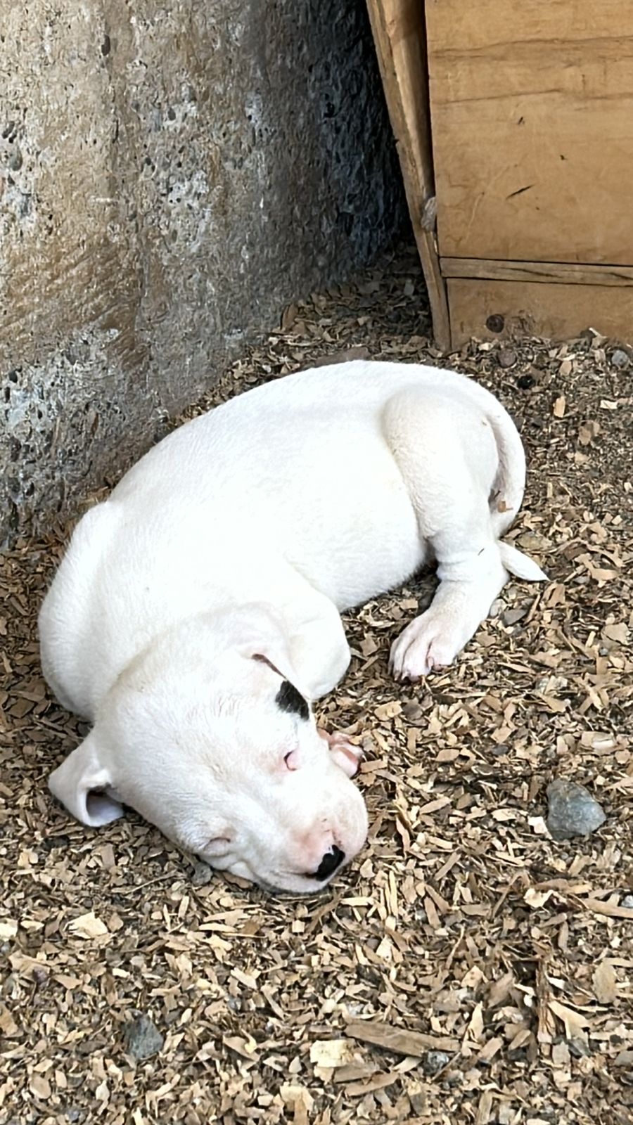 Cachorro del Imponente RA con niños — temperamento familiar Doberman Chile