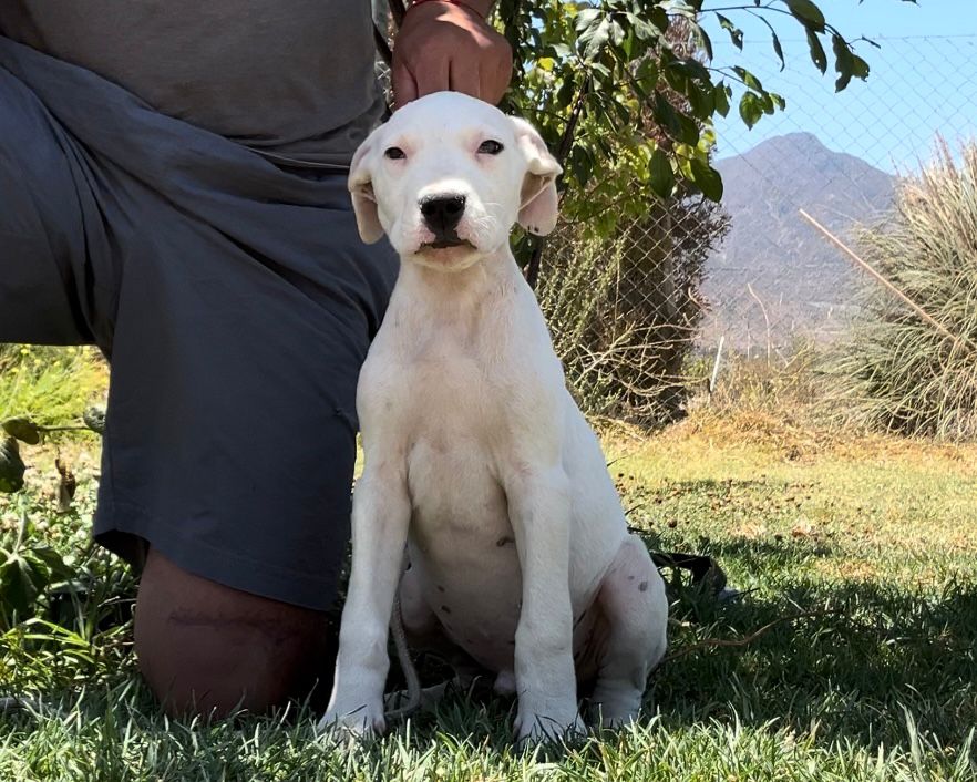 Cachorro Doberman adoptado feliz — Criadero del Imponente RA, Región Metropolitana