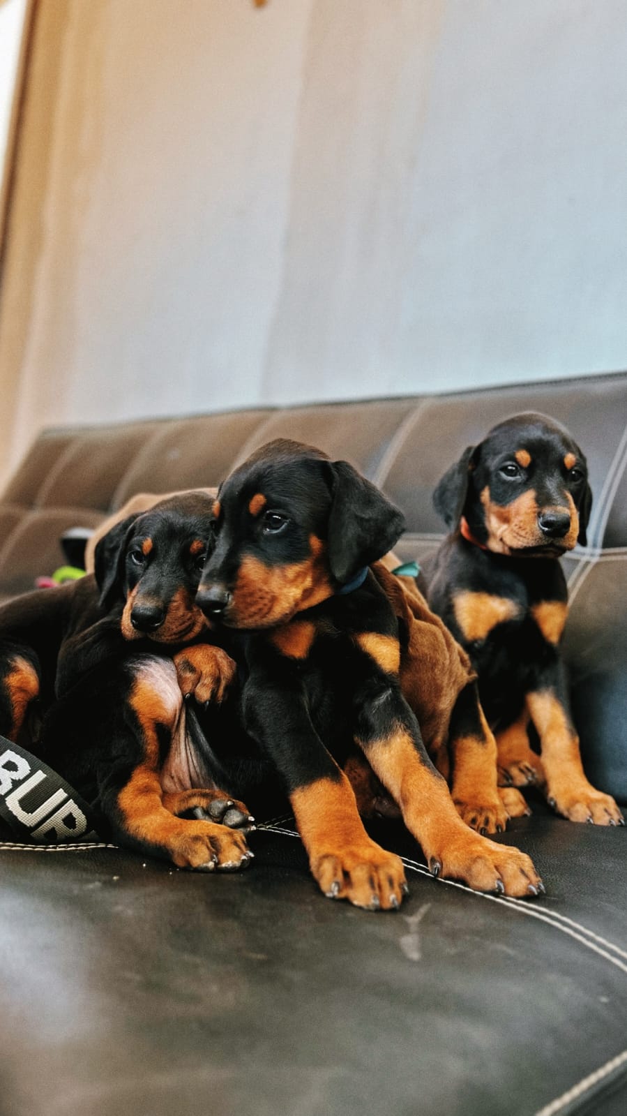 Cachorro Doberman macho disponible — Criadero del Imponente RA, San Pedro Chile