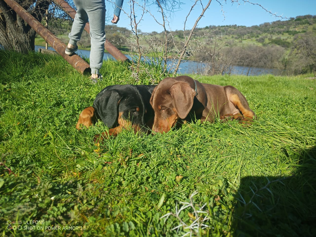 Cachorro macho Doberman — vista lateral, Criadero del Imponente RA