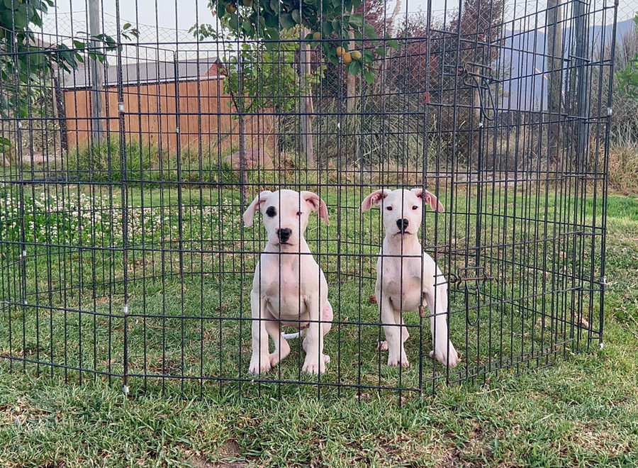 Cachorro hembra Dogo Argentino — vista frontal, Criadero del Imponente RA