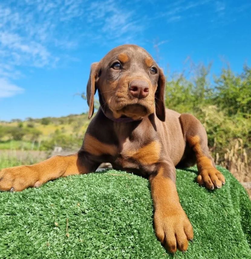 Cachorro Doberman comprar — venta cachorro Doberman Del Imponente RA
