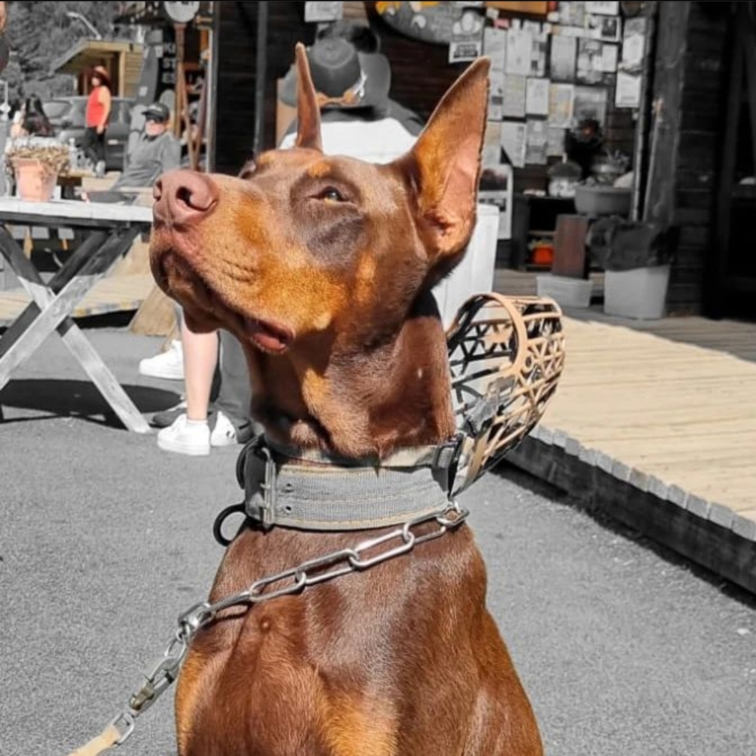 Criadero Doberman cachorros Doberman comprar — Del Imponente RA Chile
