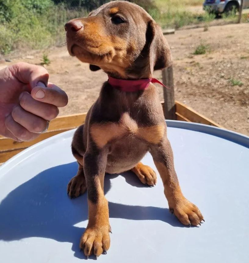 Cachorro Doberman hembra Del Imponente RA
