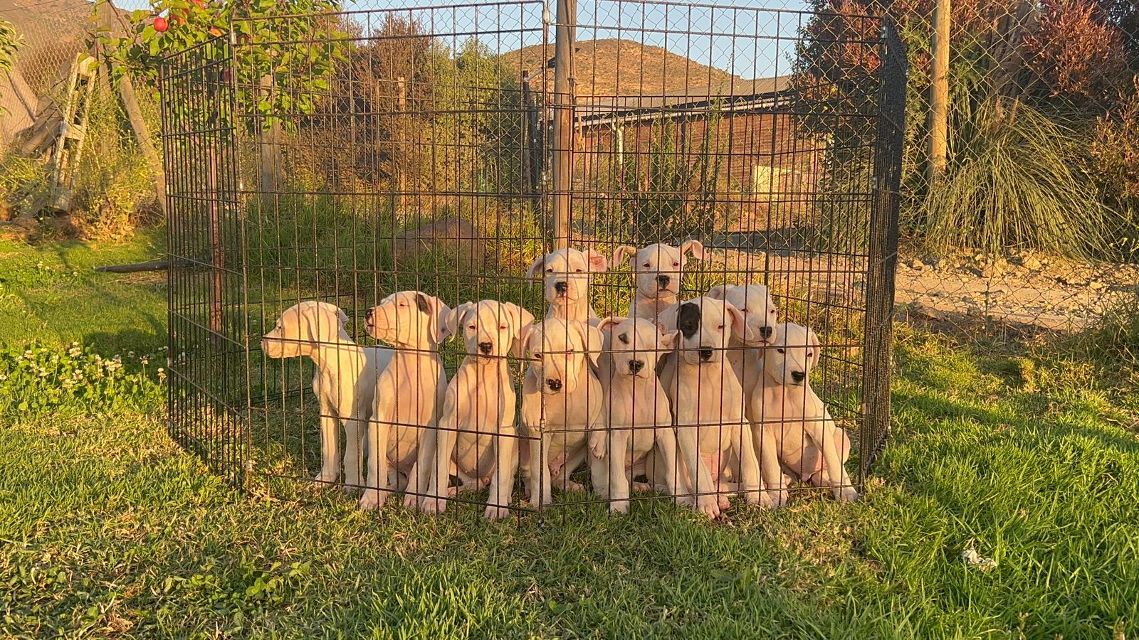 Cachorro Dogo Argentino criado en ambiente familiar — Del Imponente RA