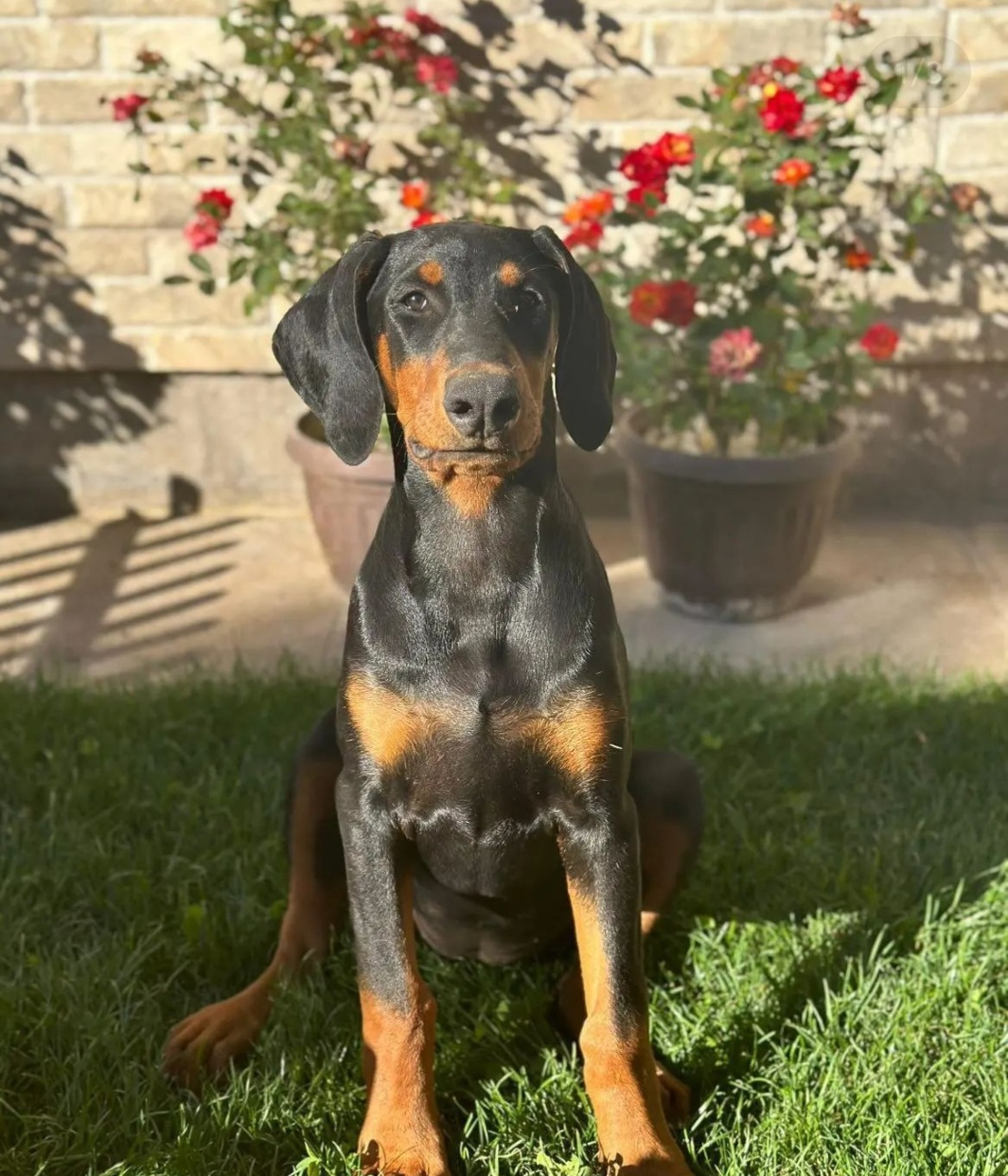 Doberman cachorro Criadero Del Imponente RA — Chile