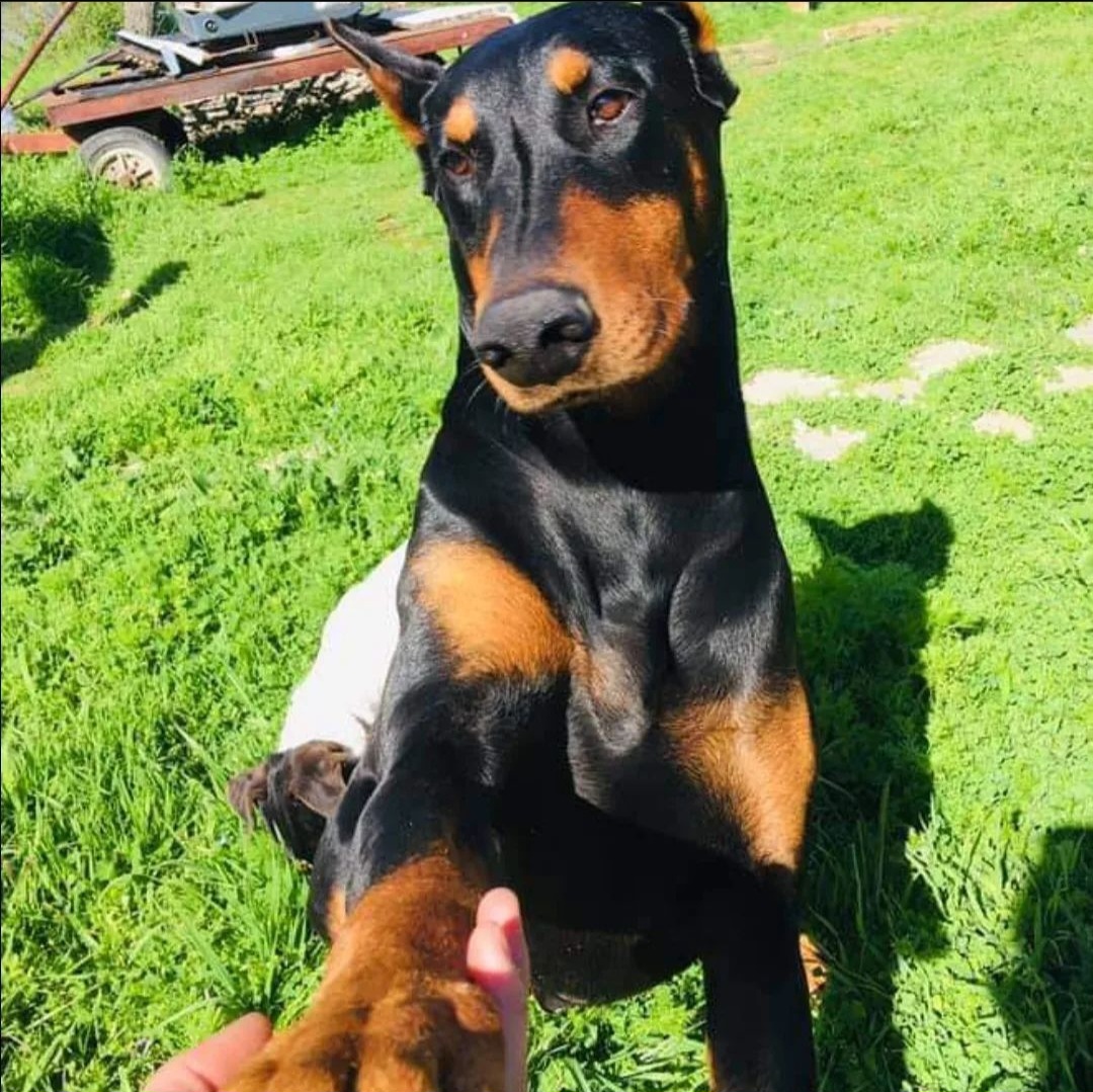 Ejemplar Doberman Criadero Del Imponente RA — protección del hogar