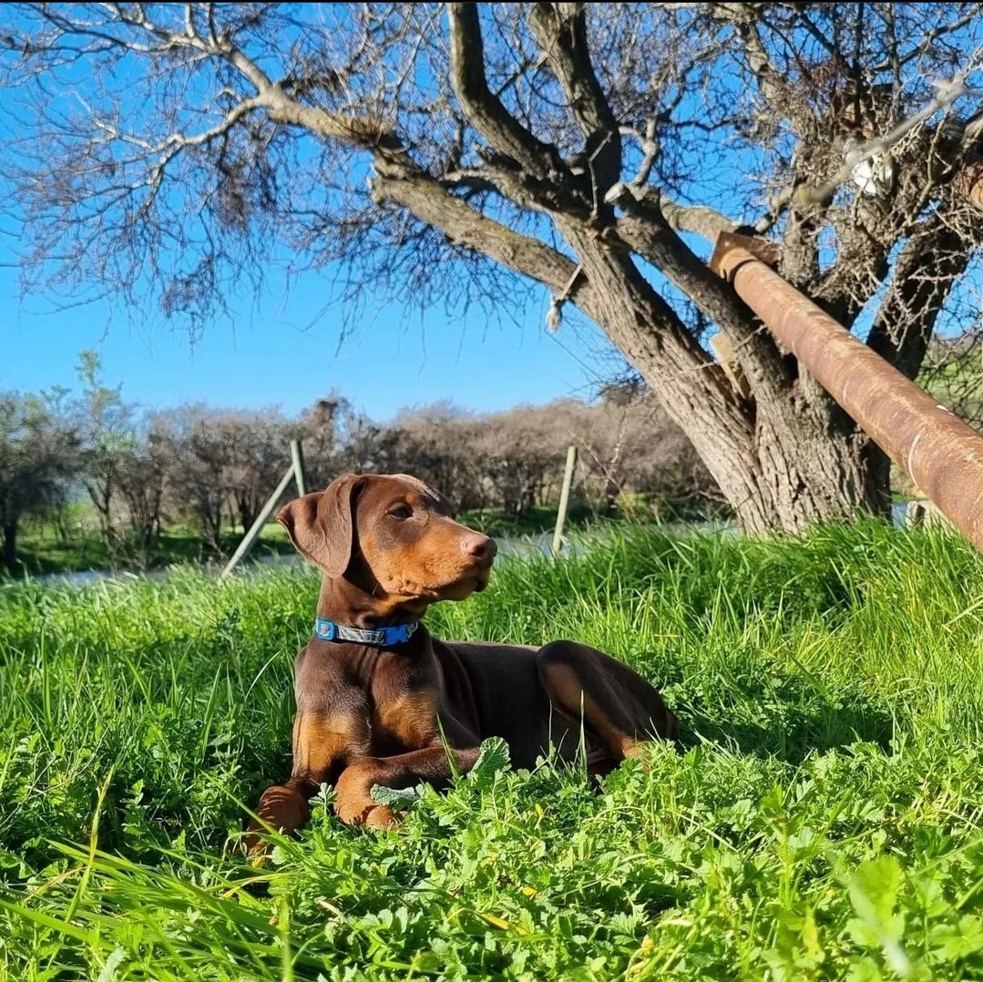 Cachorro Doberman hembra Del Imponente RA — criada en ambiente familiar