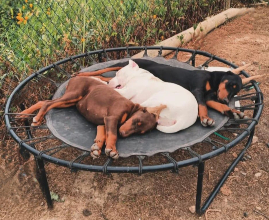 Cachorros Doberman del Criadero Del Imponente RA — San Pedro Chile