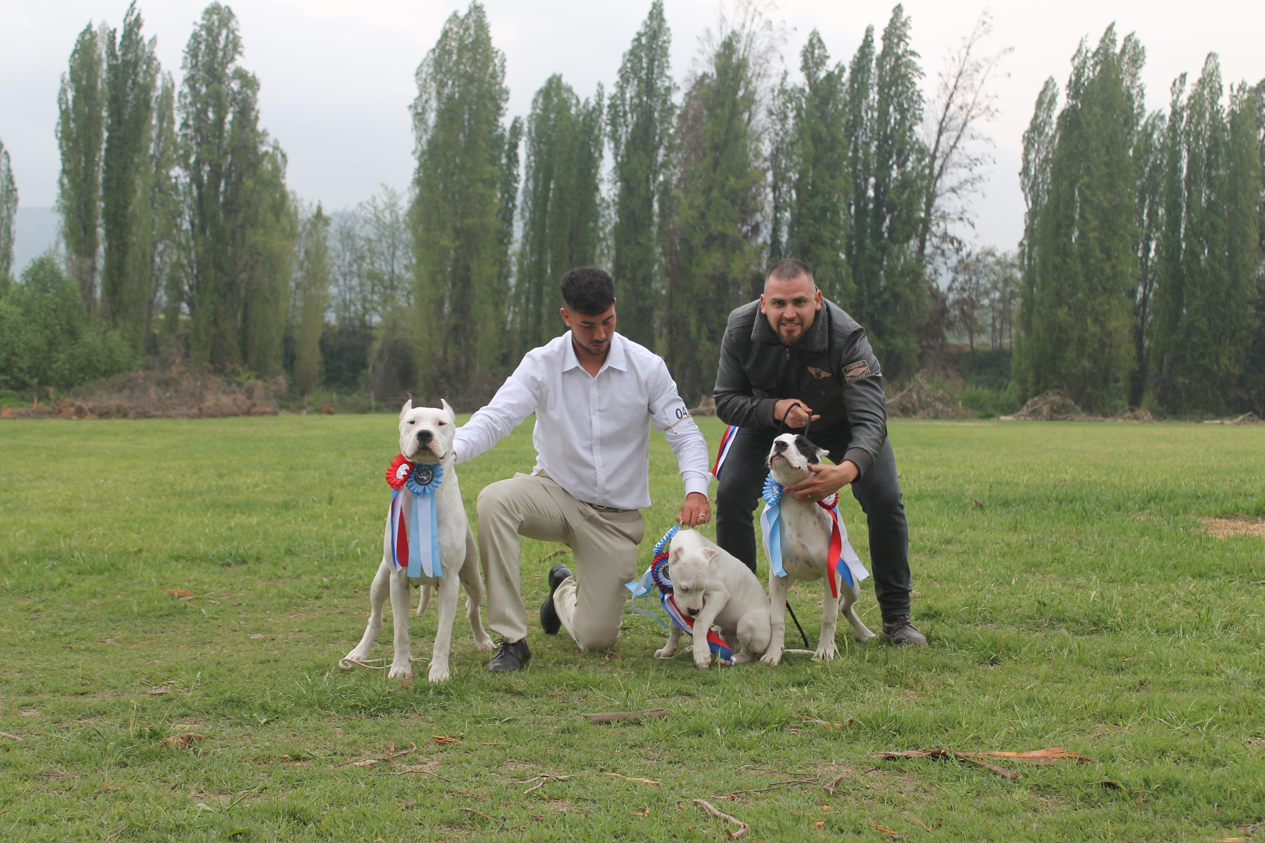 Criadero familiar Del Imponente RA — Doberman y Dogo Argentino Chile