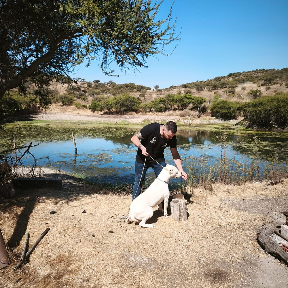 Alaska — Doberman hembra del Criadero del Imponente RA, nacida el 10 de noviembre de 2023