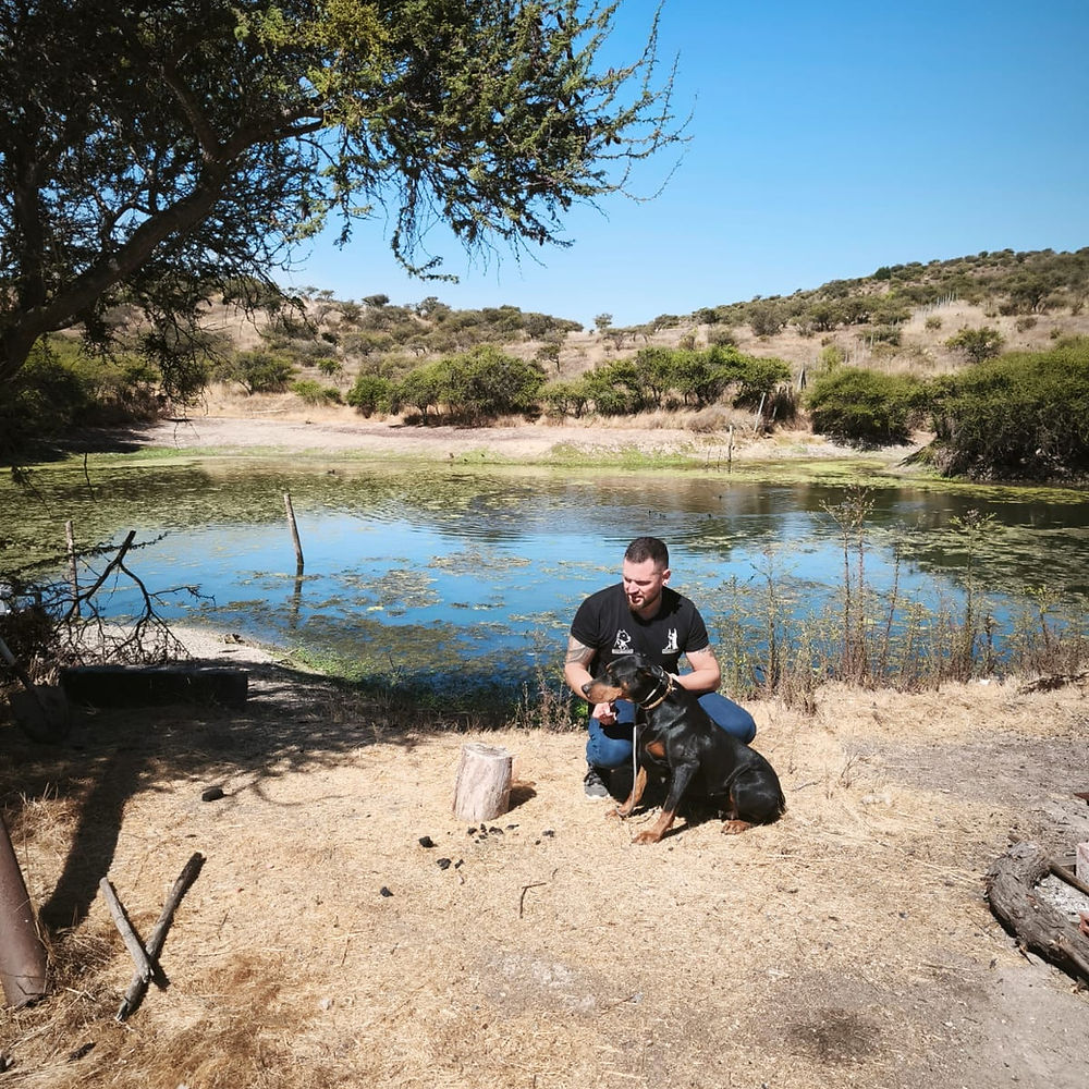 Anastía — Doberman hembra del Criadero del Imponente RA, nacida el 11 de febrero de 2022