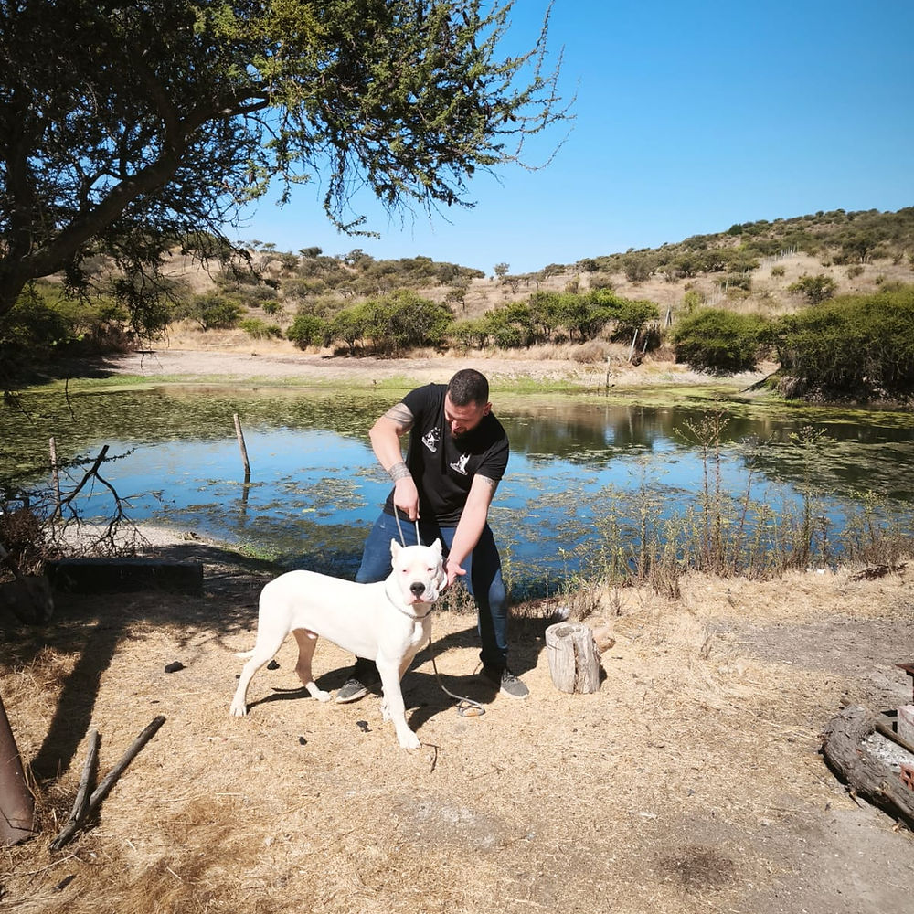 Apolo — Doberman macho del Criadero del Imponente RA, nacido el 25 de mayo de 2024