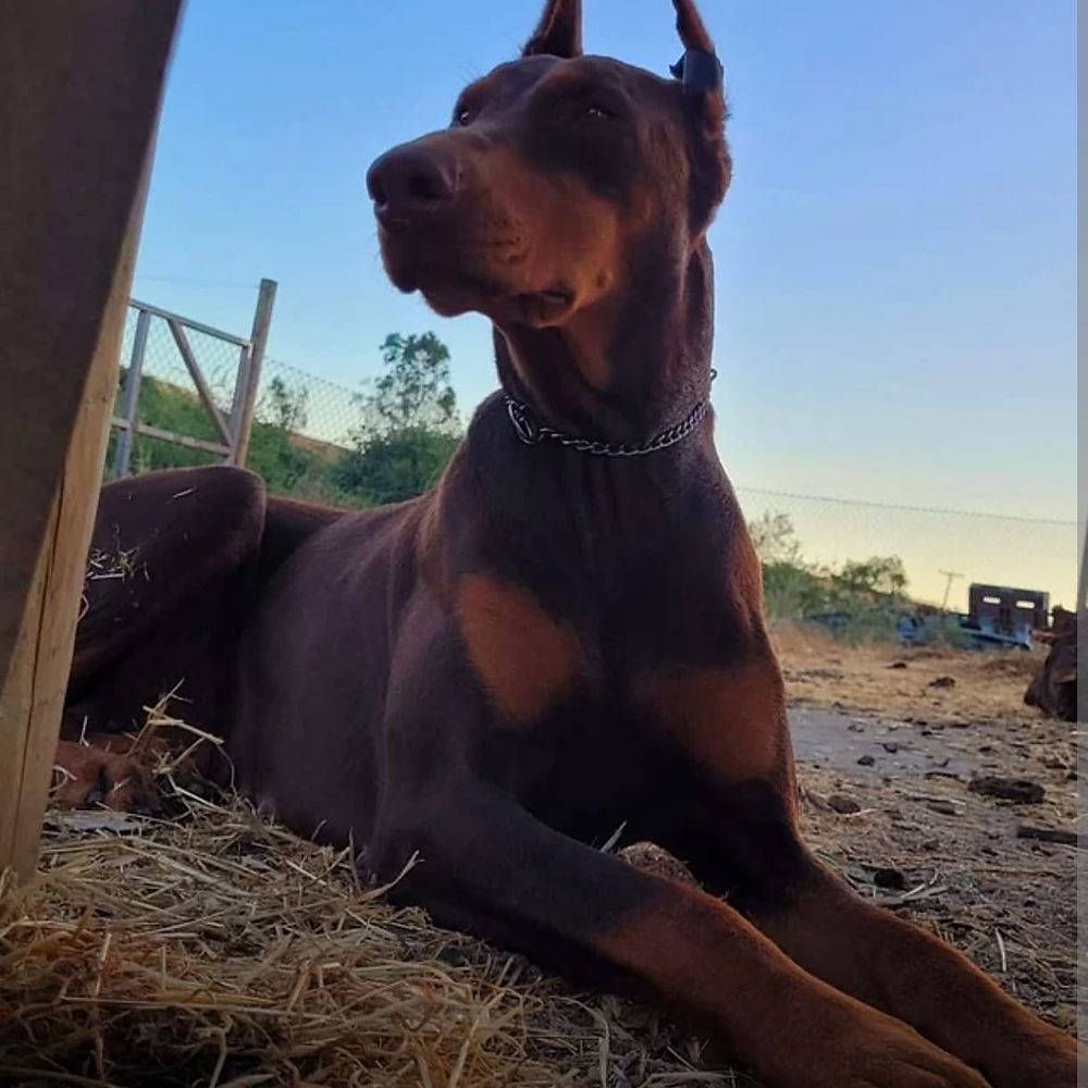 Atenea — Doberman hembra del Criadero del Imponente RA, nacida el 22 de octubre de 2020