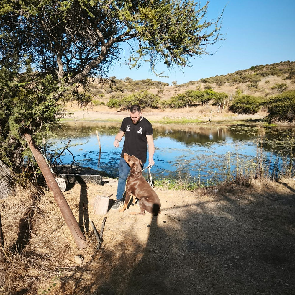 Atila — Doberman macho del Criadero del Imponente RA, nacido el 20 de marzo de 2023
