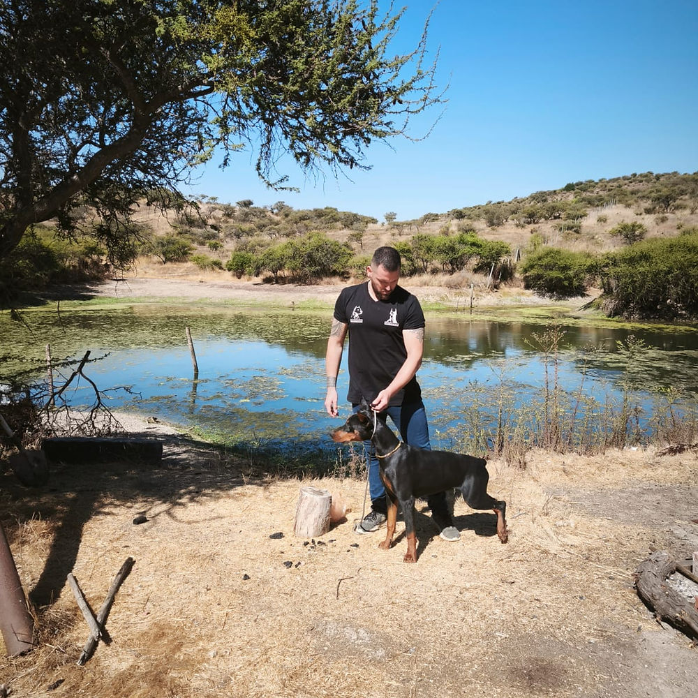 Freya — Doberman hembra del Criadero del Imponente RA, nacida el 22 de octubre de 2020