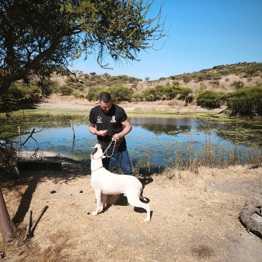 Lagerta — Doberman hembra del Criadero del Imponente RA, nacida el 24 de marzo de 2024