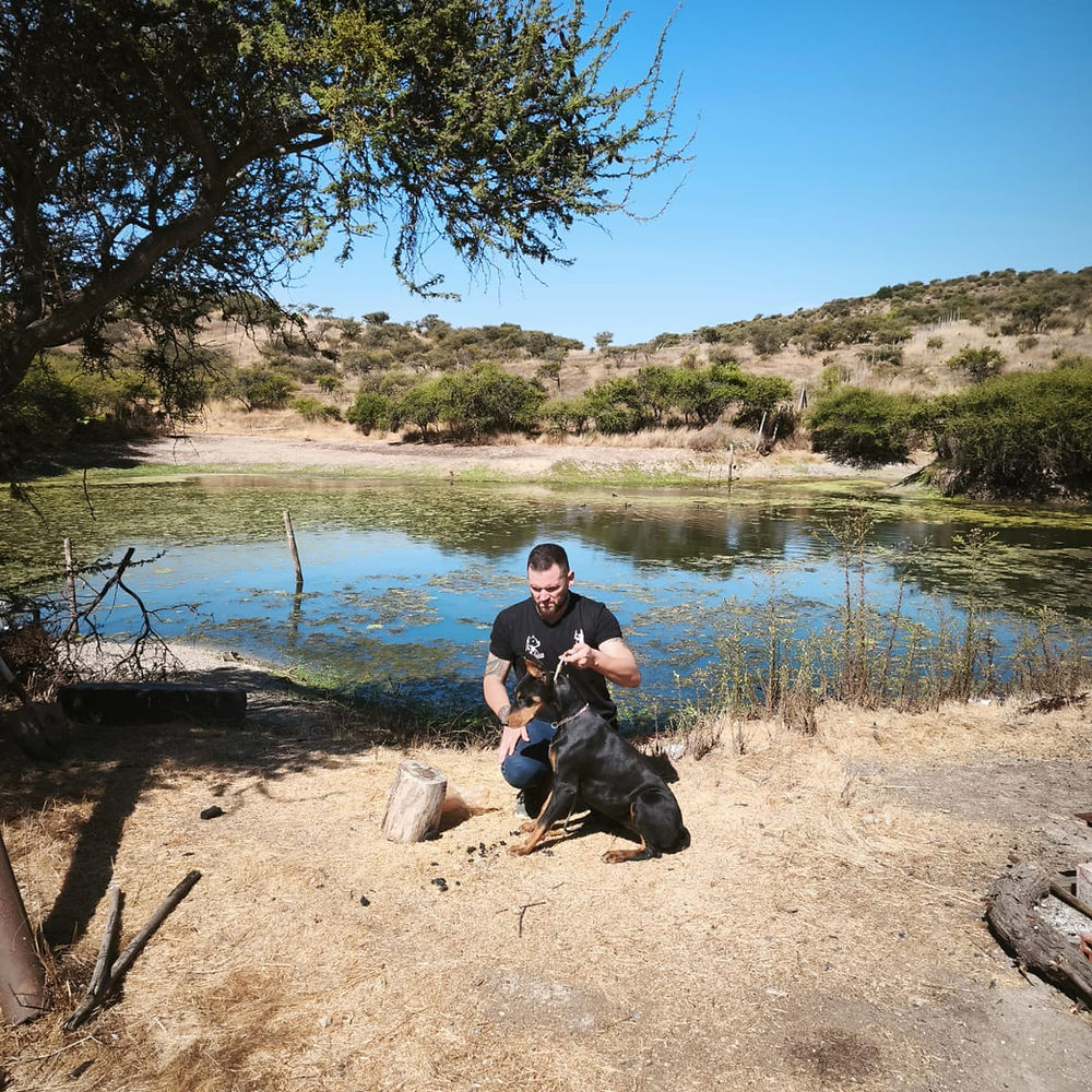 Nina — Doberman hembra del Criadero del Imponente RA, nacida el 21 de agosto de 2024