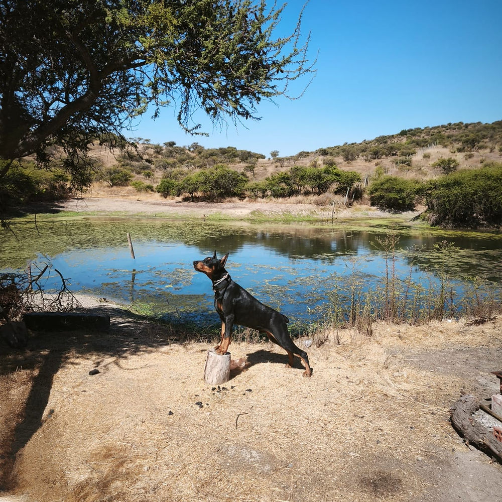 Odín — Doberman macho del Criadero del Imponente RA, nacido el 21 de agosto de 2024
