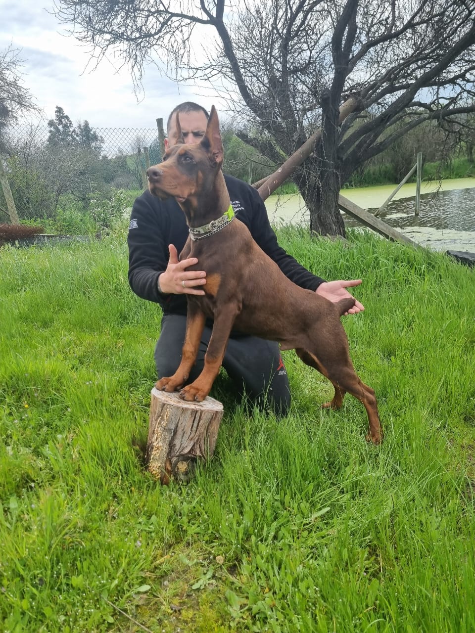 Axel, fundador del Criadero del Imponente RA con sus Dobermans en San Pedro, Chile
